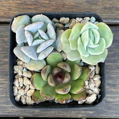 Succulent 3-Pack – Echeveria, ‘Lovely Rose’, ‘Cubic Frost’