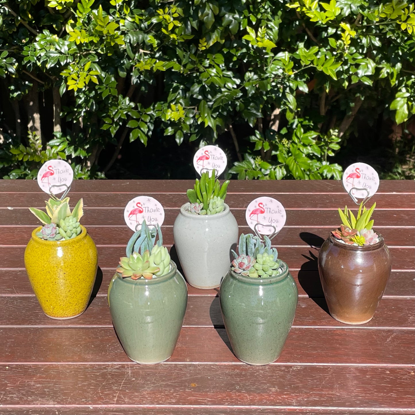 Succulent Favour Only Local Pickup