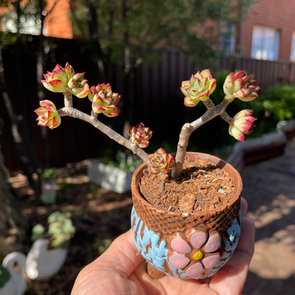 Succulent Echeveria supia