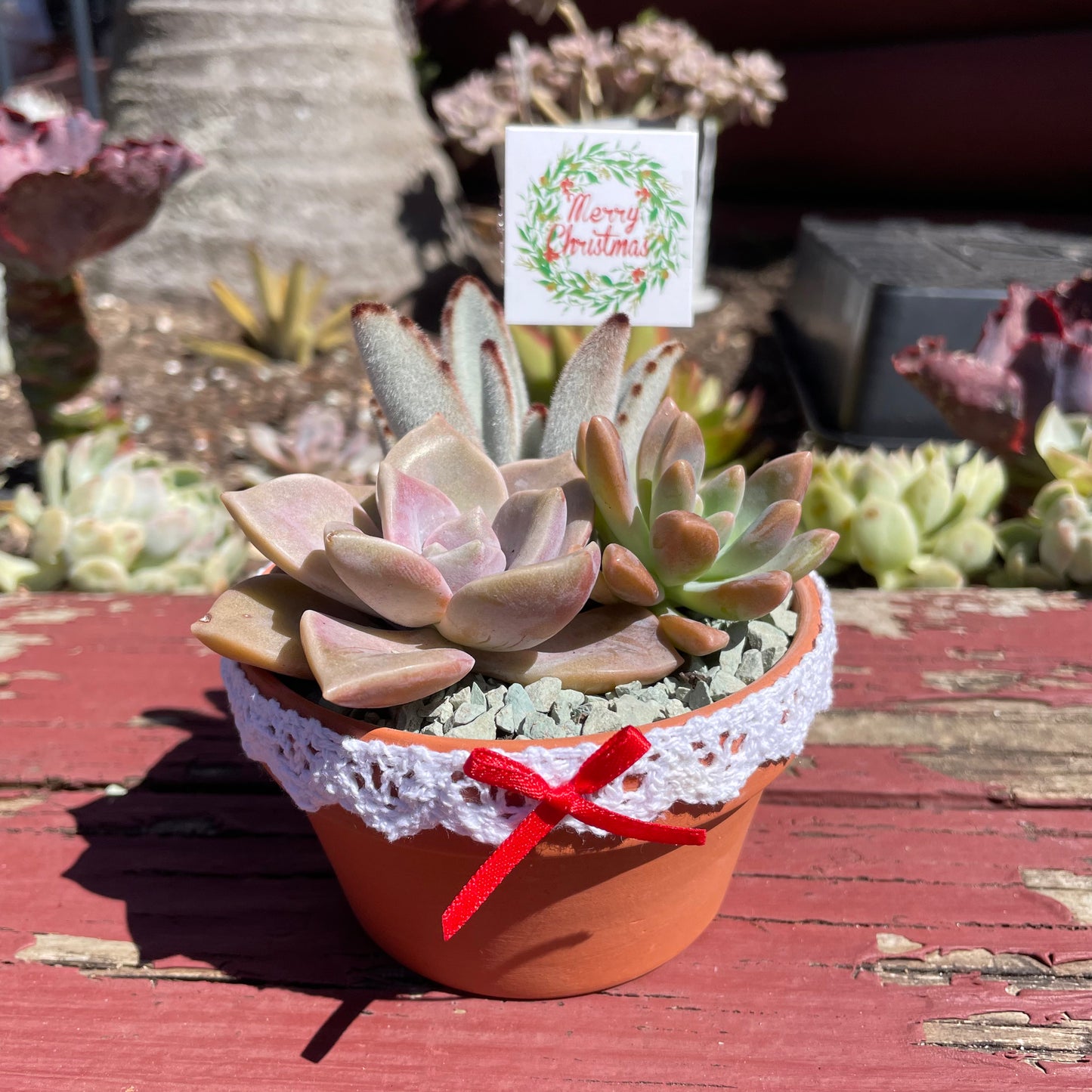 Christmas Gifts Succulent favours only local pick up from Gymea 2227