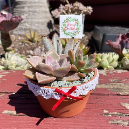 Christmas Gifts Succulent favours only local pick up from Gymea 2227