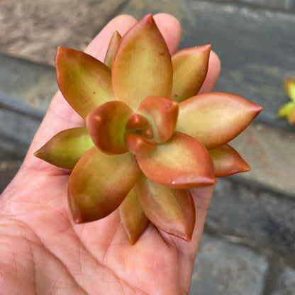 Sedum Adolphi Cuttings 6cm