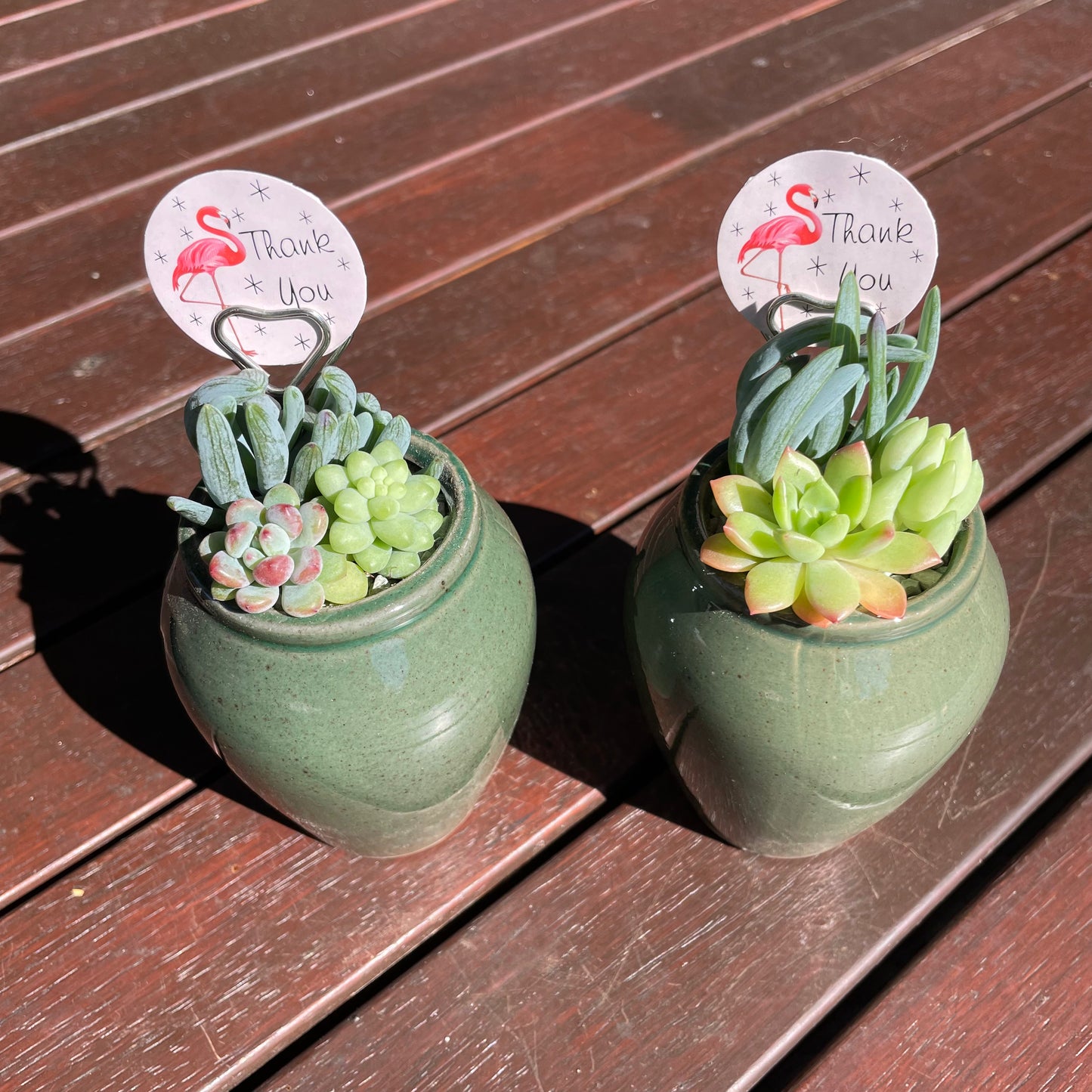 Succulent Favour Only Local Pickup
