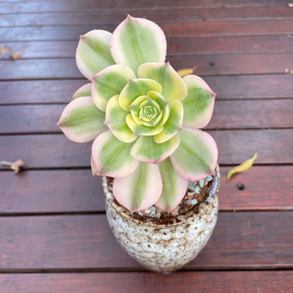 Aeonium Sunburst Variegated 2 heads