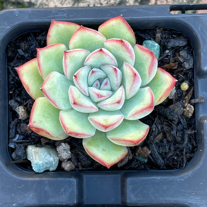 Echeveria set