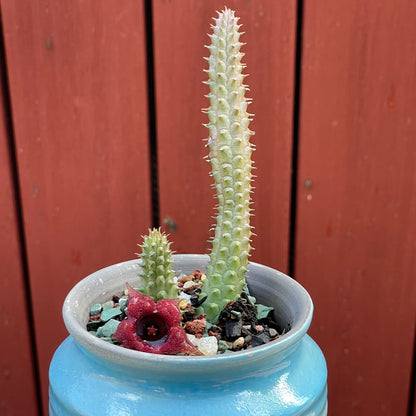 Huernia schneideriana "Red Dragon Flower"