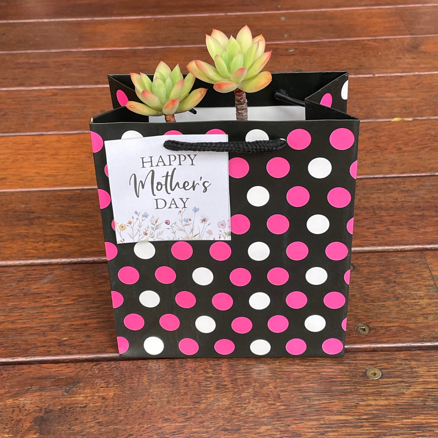 Succulent Collection Mother’s Day gift only local pick up from Gymea NSW 2227