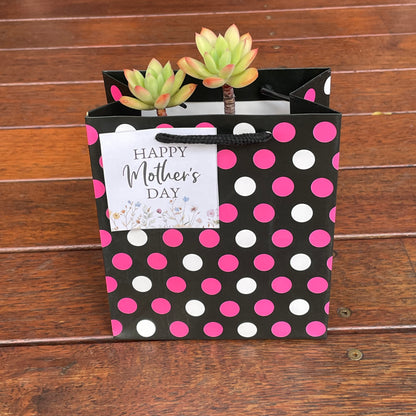 Succulent Collection Mother’s Day gift only local pick up from Gymea NSW 2227
