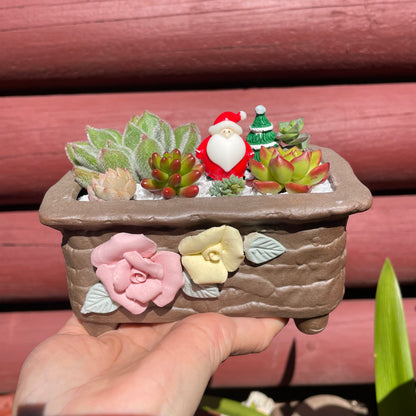 Christmas gift ideas succulent arrangement only local pick up from Gymea NSW 2227