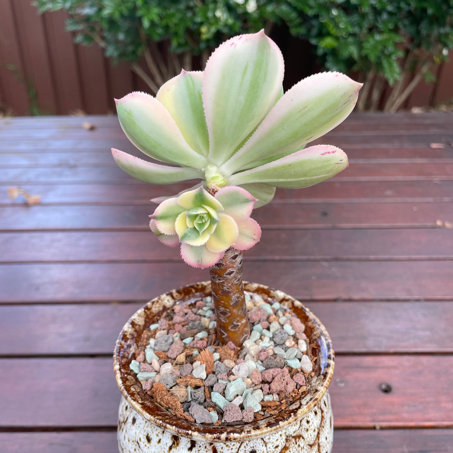 Aeonium Sunburst Variegated 2 heads