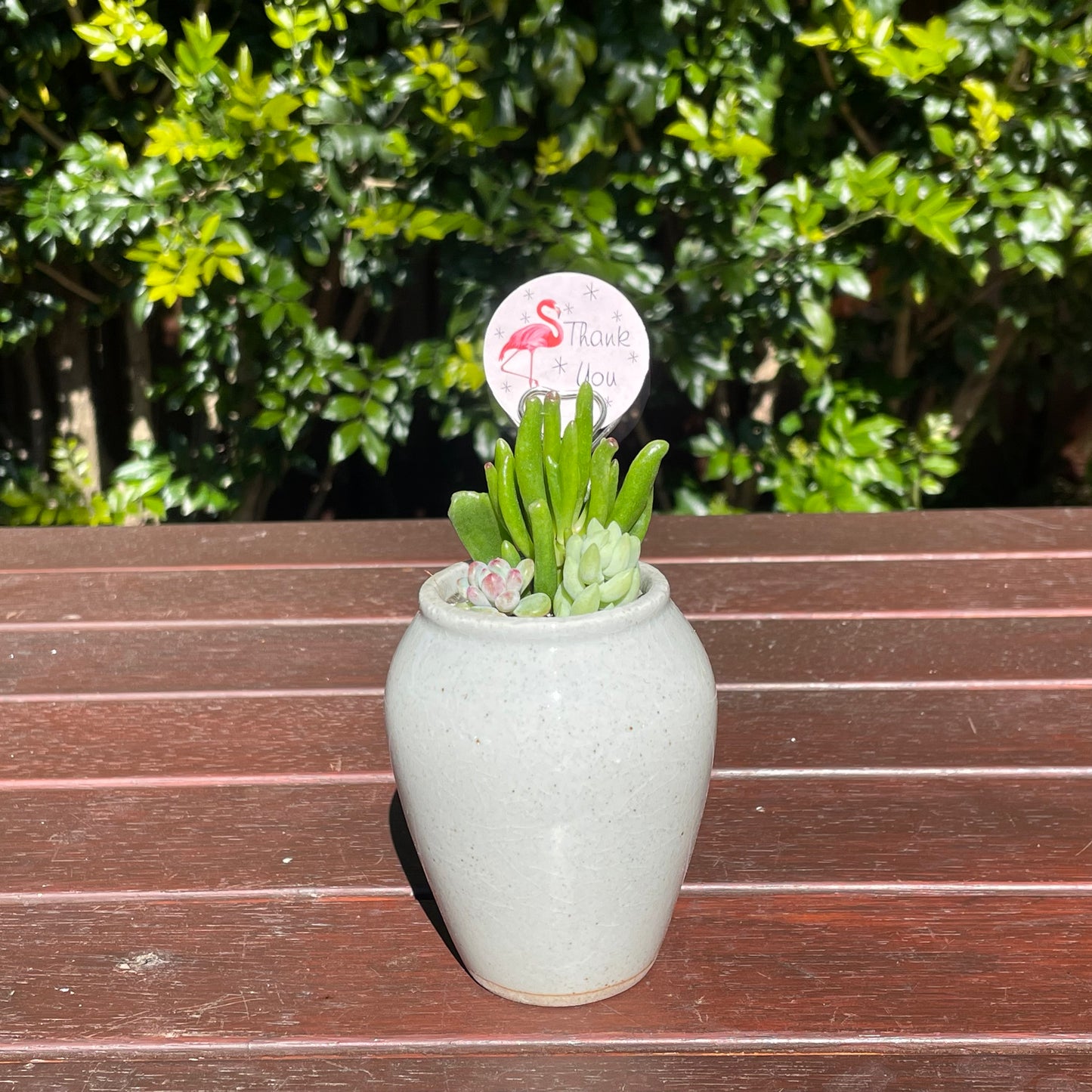 Succulent Favour Only Local Pickup