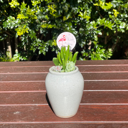 Succulent Favour Only Local Pickup