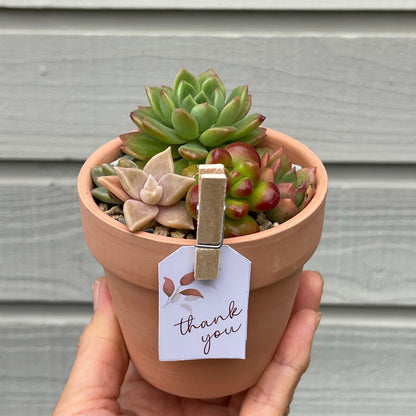 Succulent favour only local pick up from Gymea 2227