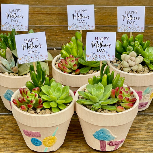 Succulent Favours – Mother's Day Gifts – Succulent Arrangements – Local Pickup Only – Gymea NSW 2227 – Unique Plant Gifts