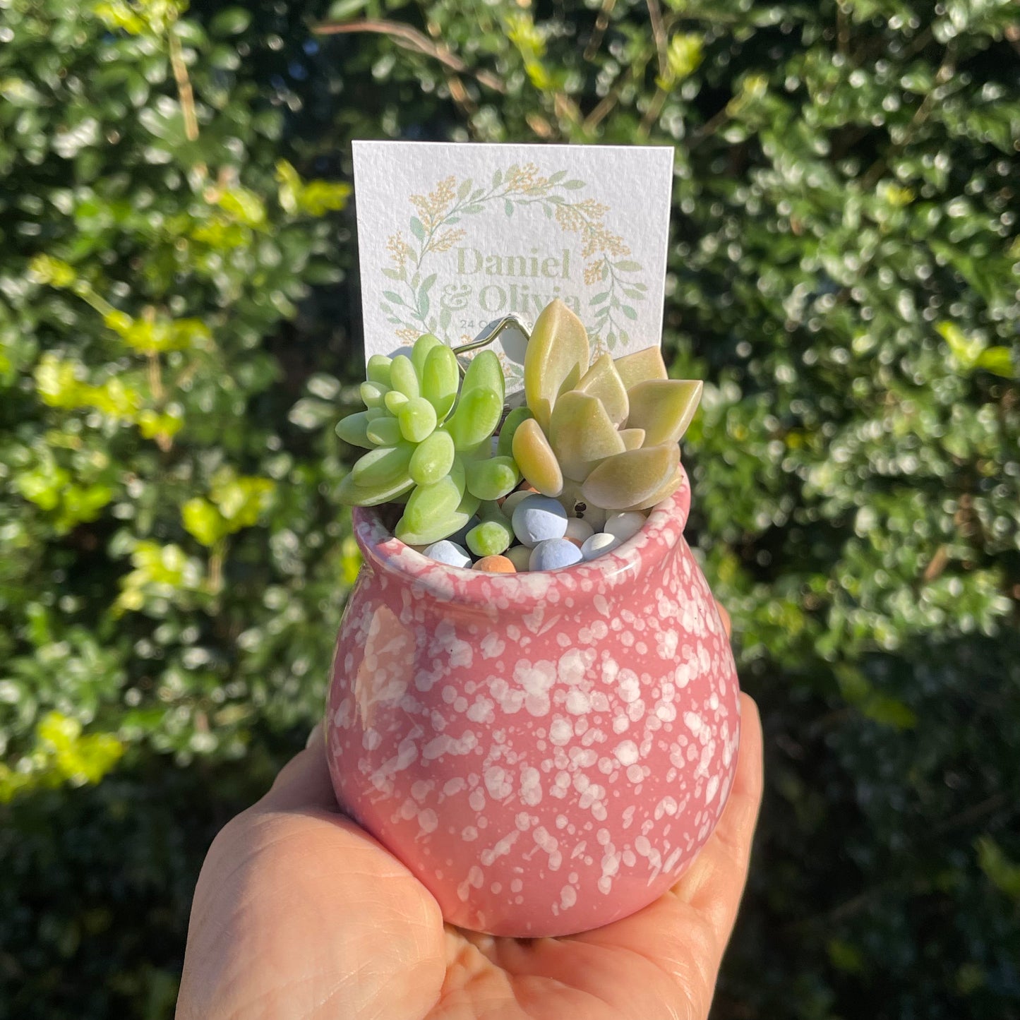 Succulent Wedding Favour Colourful pots