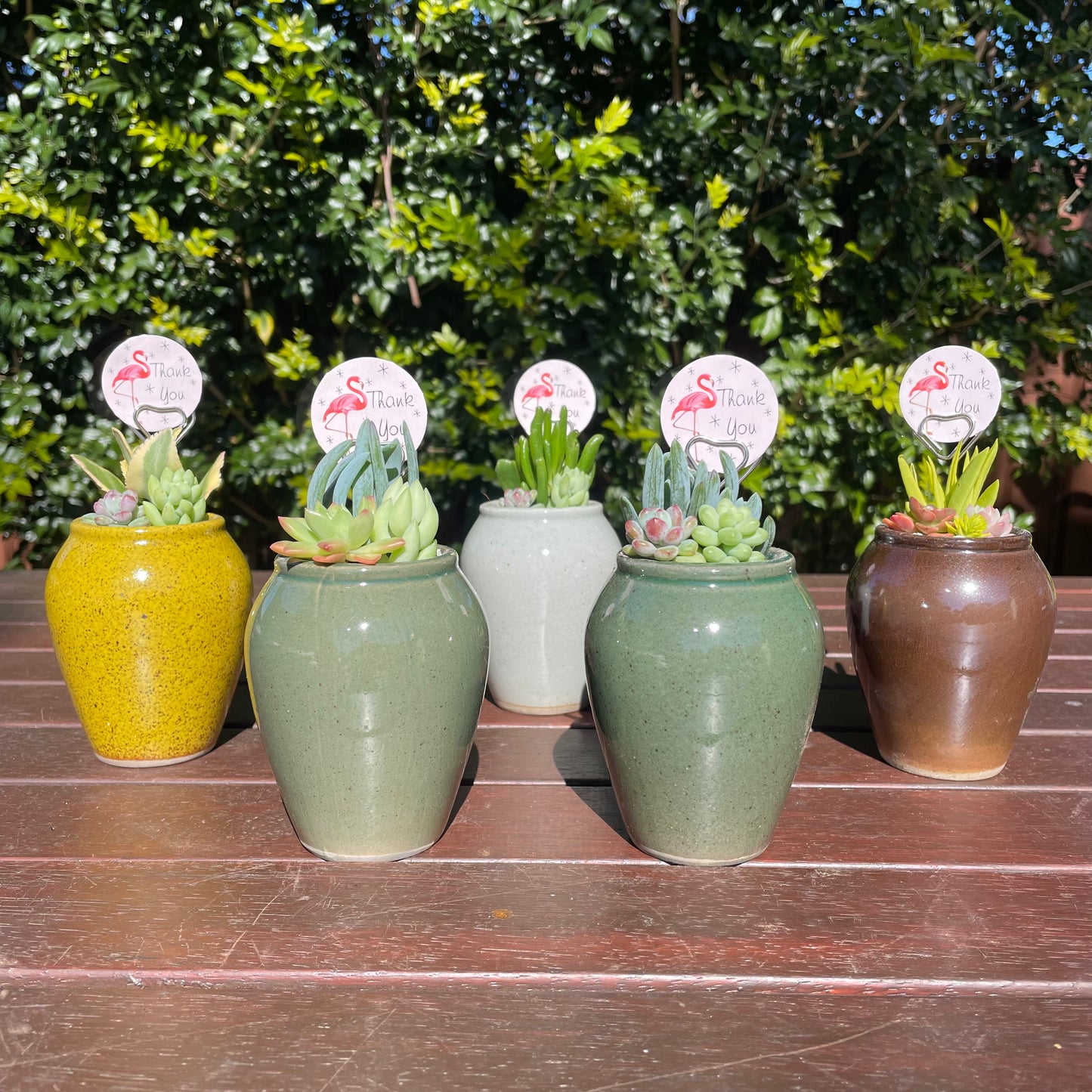 Succulent Favour Only Local Pickup