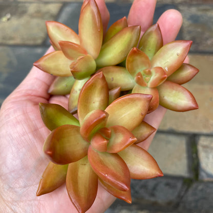 Sedum Adolphi Cuttings 6cm