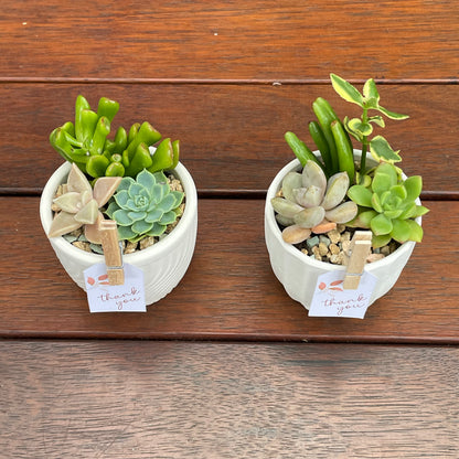 Succulent favour only local pick up from Gymea 2227
