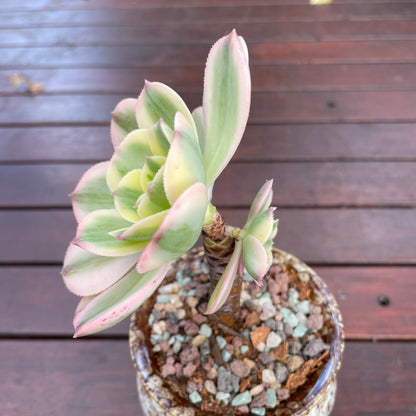 Aeonium Sunburst Variegated 2 heads