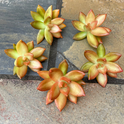 Sedum Adolphi Cuttings 6cm