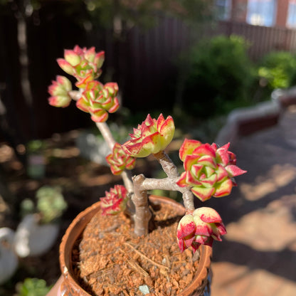 Succulent Echeveria supia