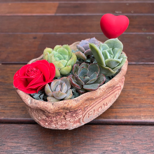 Echeveria Succulent Gift Arrangement  5 Varieties