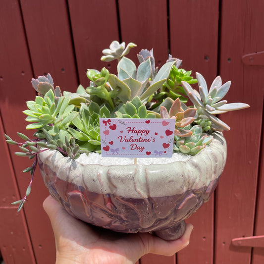 Big Succulent Arrangement Mixed Succulents in Pot