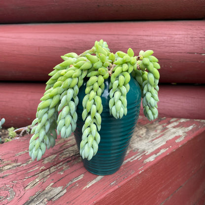 Donkey tails in green ceramic pot