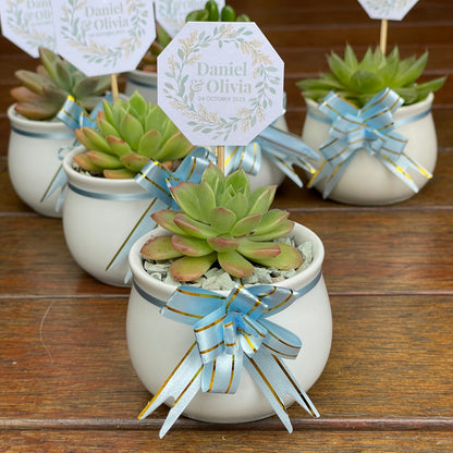 Wedding Succulent Favours – White Ceramic Pot 6.5cm – Eco-Friendly Guest Gifts, Personalised Tags, Gymea NSW Pick Up