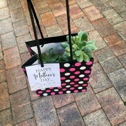 Succulent Collection Mother’s Day gift only local pick up from Gymea NSW 2227