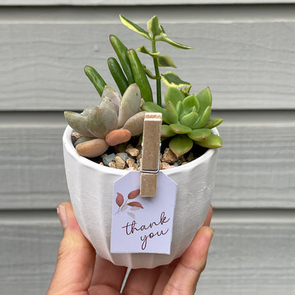 Succulent favour only local pick up from Gymea 2227