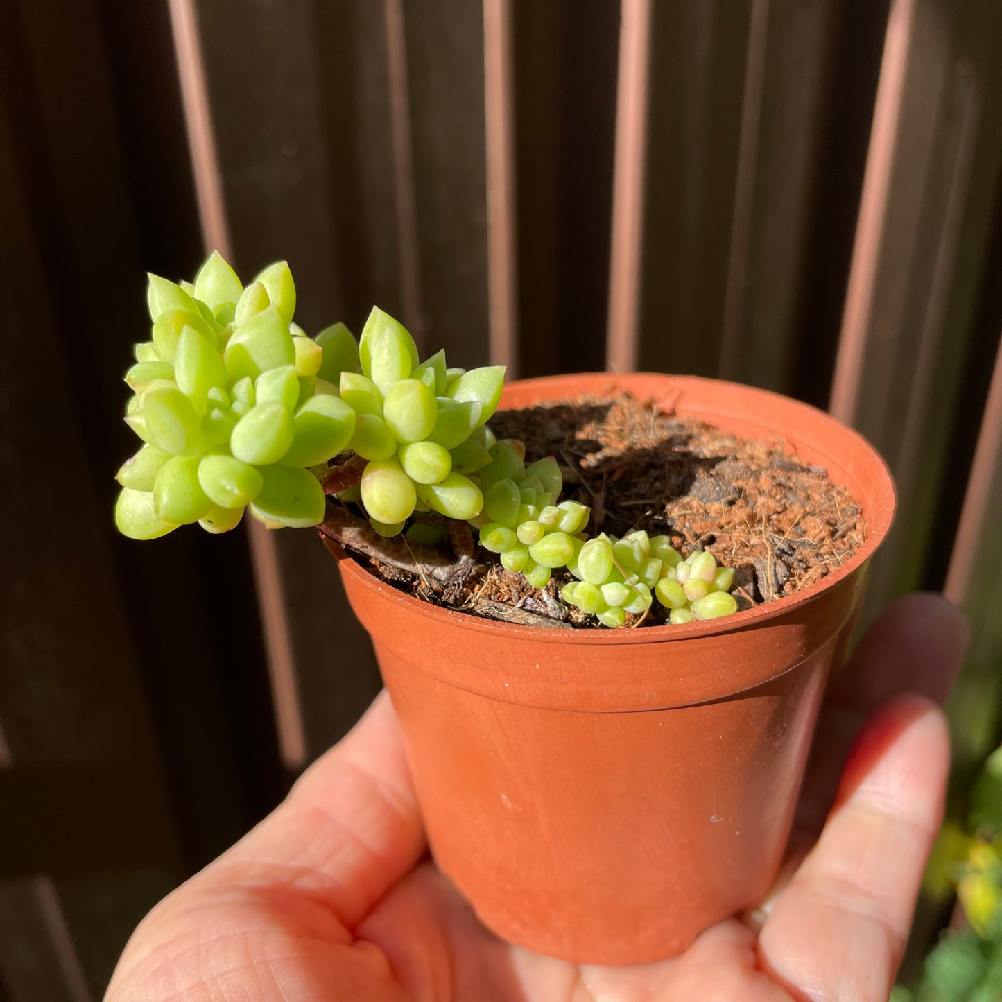 Succulent Sedum Billy Beans