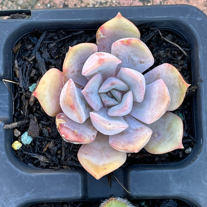 Echeveria set