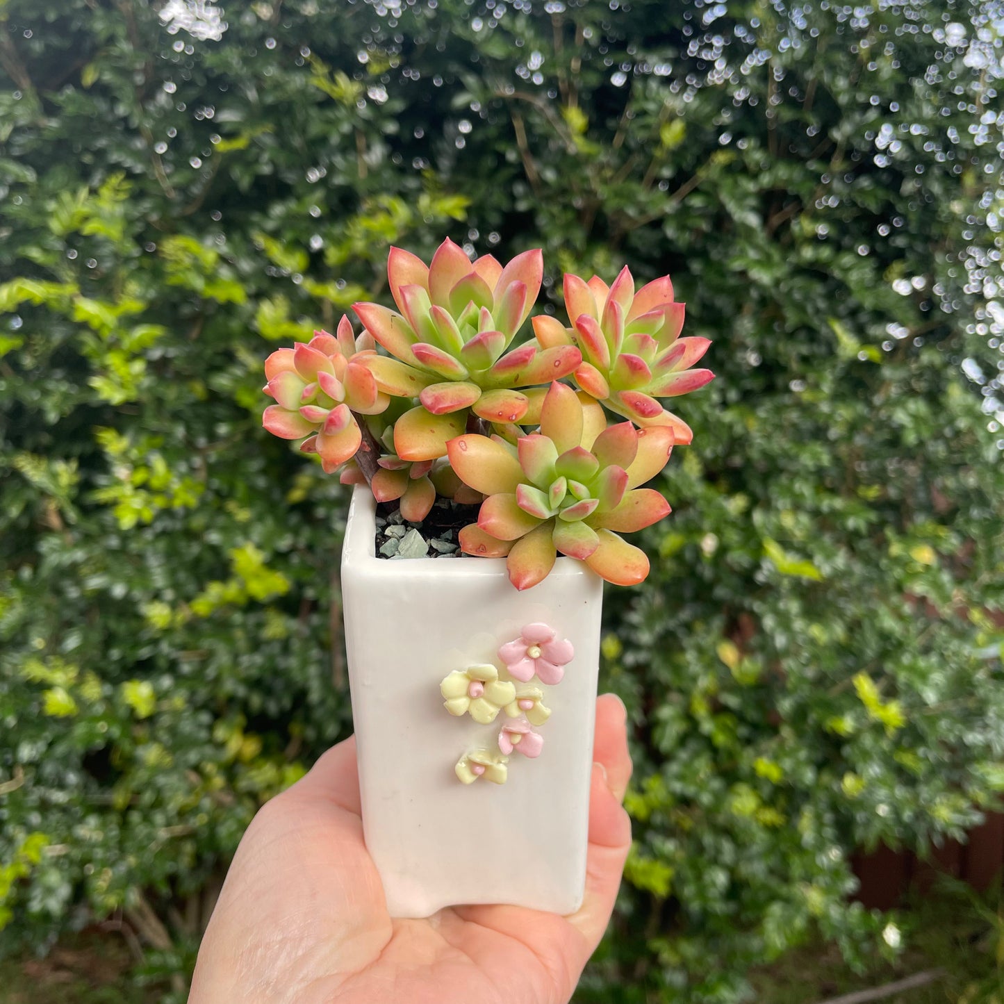 Succulent Echeveria ‘Minibelle’ Red and pot