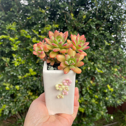 Succulent Echeveria ‘Minibelle’ Red and pot