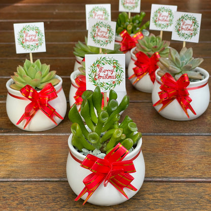 Christmas Succulent Favours – White Ceramic Pot 6.5cm – Eco-Friendly Teacher Gifts, Gymea NSW Pick Up