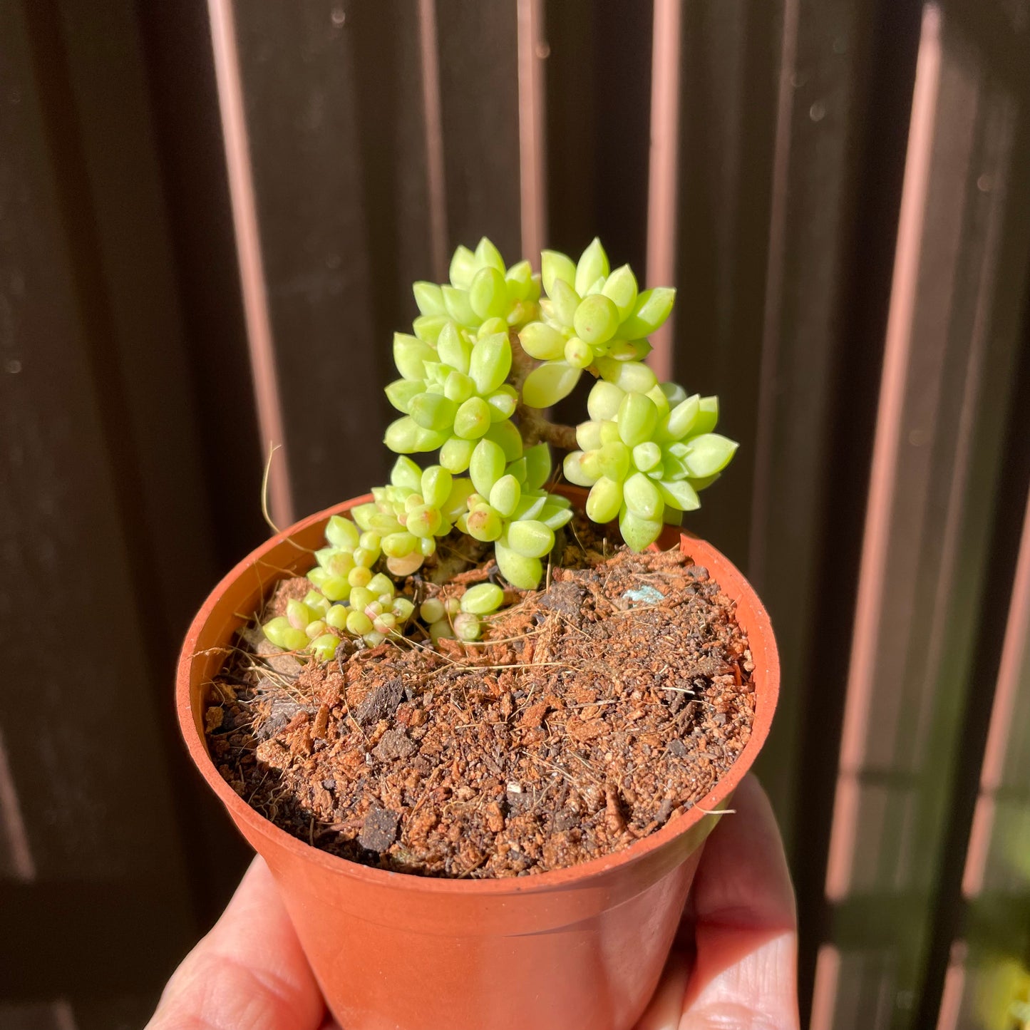 Succulent Sedum Billy Beans