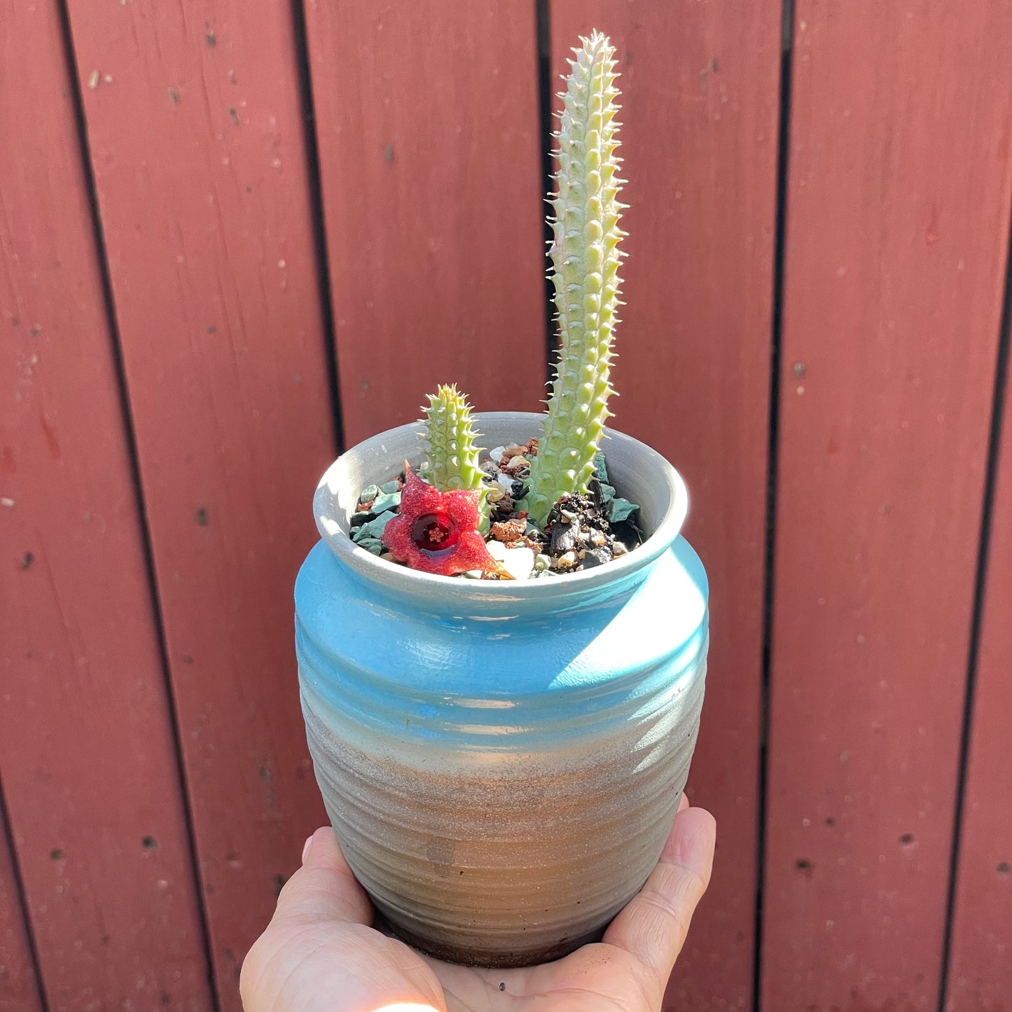 Huernia schneideriana "Red Dragon Flower"
