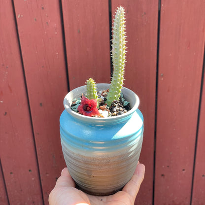 Huernia schneideriana "Red Dragon Flower"