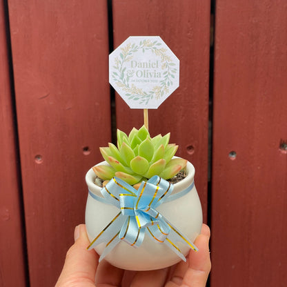 Wedding Succulent Favours – White Ceramic Pot 6.5cm – Eco-Friendly Guest Gifts, Personalised Tags, Gymea NSW Pick Up