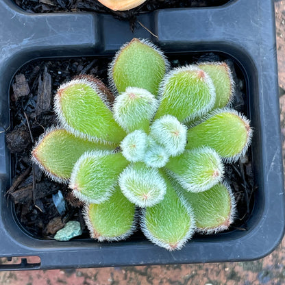 Echeveria set