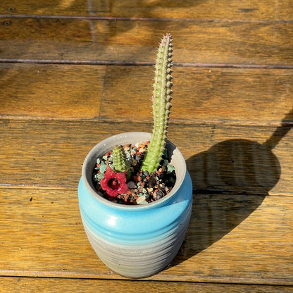 Huernia schneideriana "Red Dragon Flower"