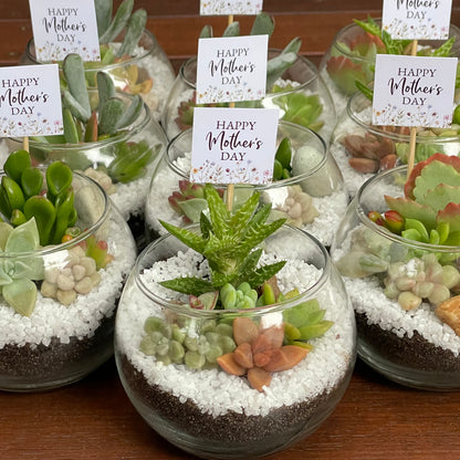 Succulent favour glass vase only local pick up from Gymea 2227