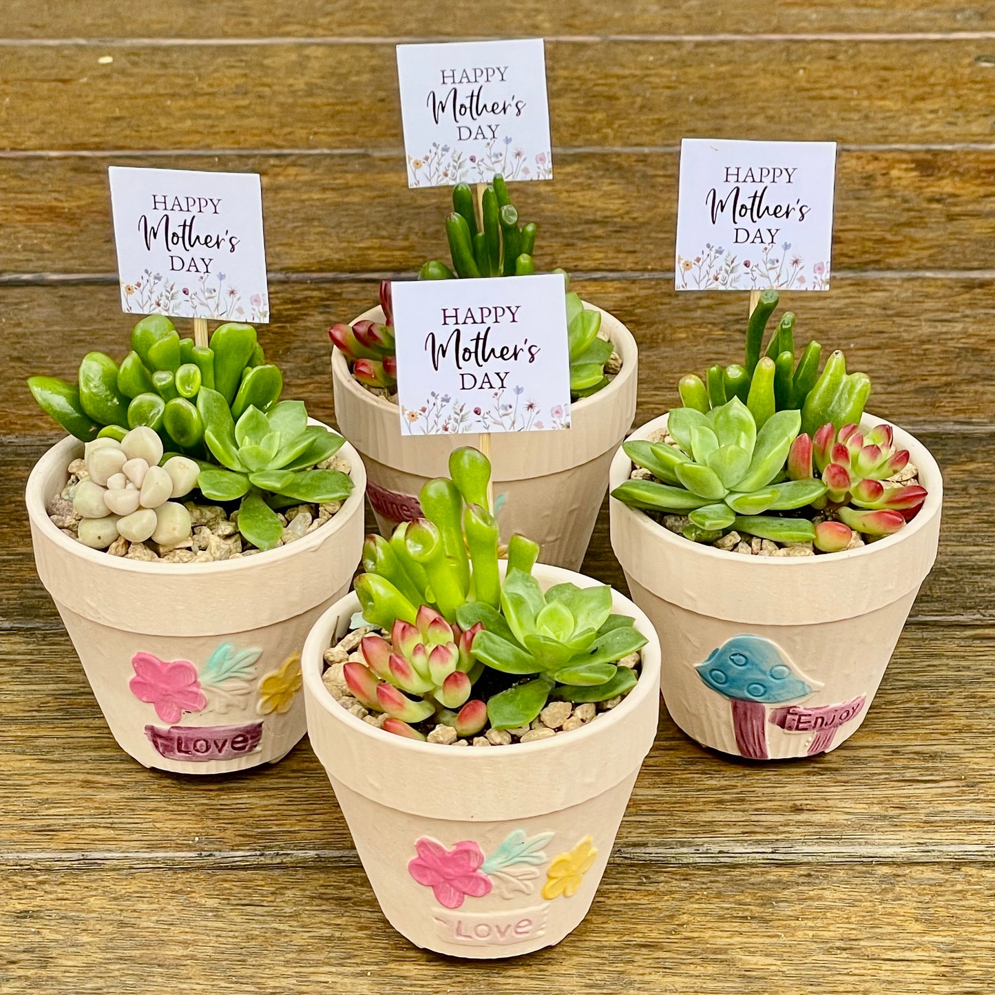 Succulent Favours – Mother's Day Gifts – Succulent Arrangements – Local Pickup Only – Gymea NSW 2227 – Unique Plant Gifts