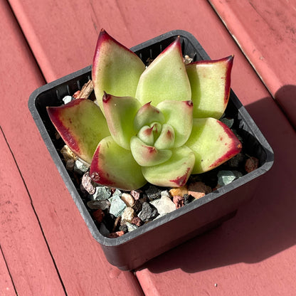 Echeveria Lipstick Succulent
