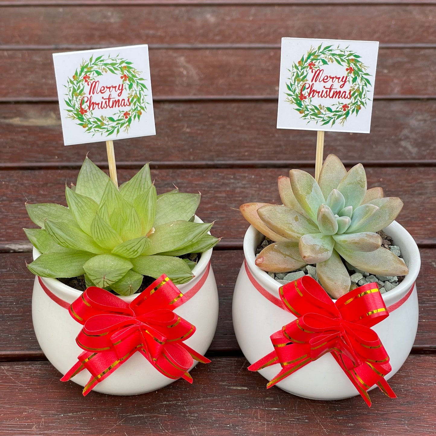 Christmas Succulent Favours – White Ceramic Pot 6.5cm – Eco-Friendly Teacher Gifts, Gymea NSW Pick Up