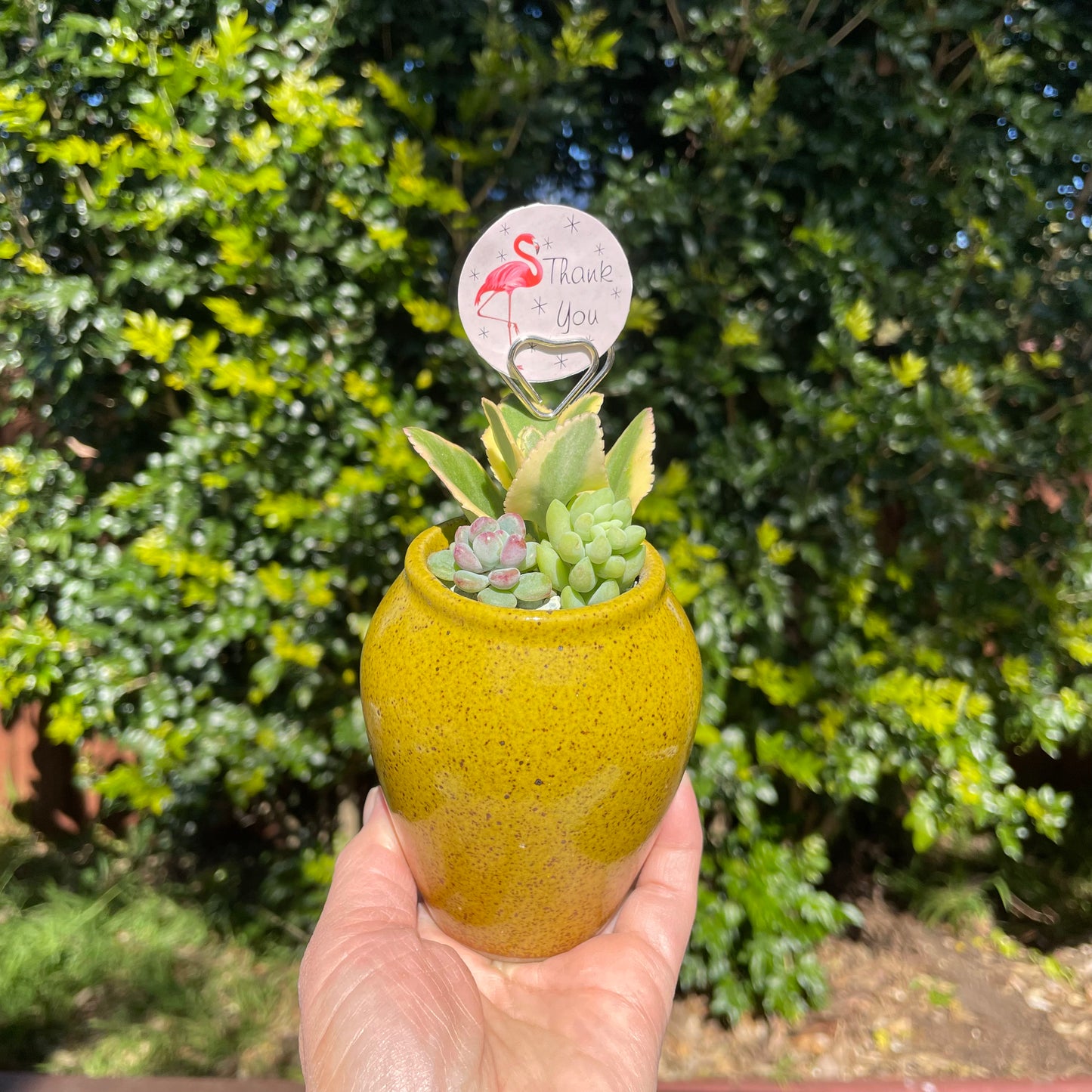 Succulent Favour Only Local Pickup