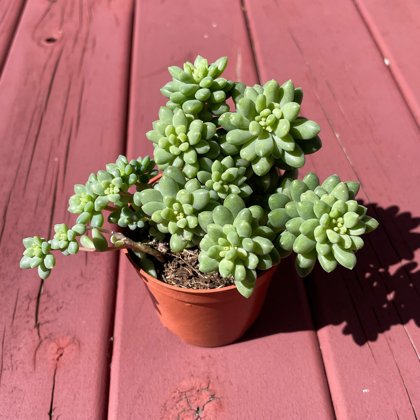 Succulent Sedum Billy Beans Live Plant