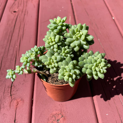 Succulent Sedum Billy Beans Live Plant
