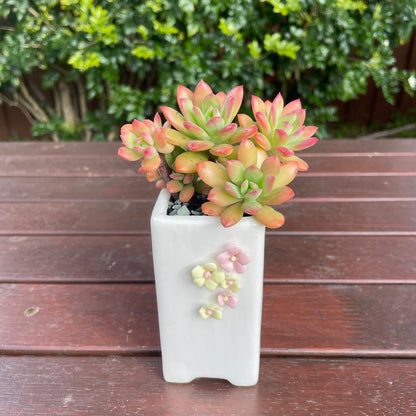 Succulent Echeveria ‘Minibelle’ Red and pot